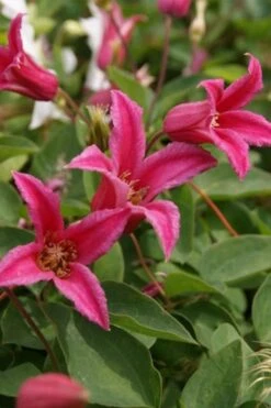 Princess Diana Clematis - 1 Gallon Pot -Flora Bloom Shop clematis princess diana 4
