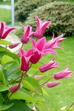 Princess Diana Clematis - 1 Gallon Pot -Flora Bloom Shop clematis princess diana 5