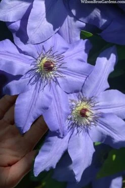 Ramona Clematis - 1 Gallon Pot -Flora Bloom Shop clematis ramona 15