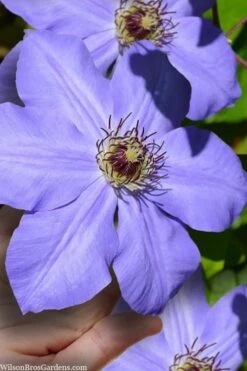 Ramona Clematis - 1 Gallon Pot -Flora Bloom Shop clematis ramona 9