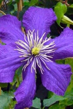 Rhapsody Clematis - 1 Gallon Pot 12 Rhapsody Clematis - 1 Gallon Pot -Flora Bloom Shop clematis rhapsody 3