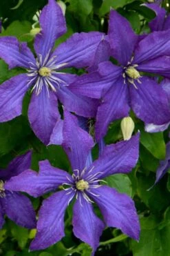 Rhapsody Clematis - 1 Gallon Pot 14 Rhapsody Clematis - 1 Gallon Pot -Flora Bloom Shop clematis rhapsody 4