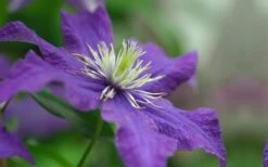 Rhapsody Clematis - 1 Gallon Pot 15 Rhapsody Clematis - 1 Gallon Pot -Flora Bloom Shop clematis rhapsody 5