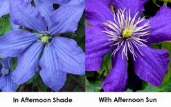 Rhapsody Clematis - 1 Gallon Pot 11 Rhapsody Clematis - 1 Gallon Pot -Flora Bloom Shop clematis rhapsody 9