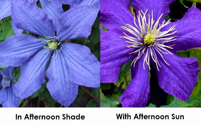 Rhapsody Clematis - 1 Gallon Pot 4 Rhapsody Clematis - 1 Gallon Pot - Image 4