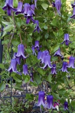 Roguchi Clematis - 1 Gallon Pot 9 Roguchi Clematis - 1 Gallon Pot -Flora Bloom Shop clematis roguchi 11