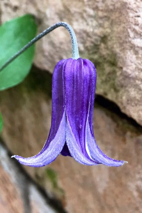 Roguchi Clematis - 1 Gallon Pot 1 Roguchi Clematis - 1 Gallon Pot