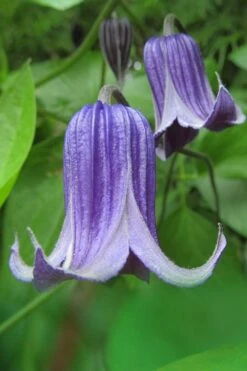 Roguchi Clematis - 1 Gallon Pot 11 Roguchi Clematis - 1 Gallon Pot -Flora Bloom Shop clematis roguchi 6