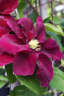 Rosemoor Clematis - 1 Gallon Pot -Flora Bloom Shop clematis rosemoor 5