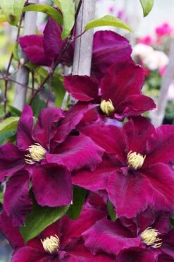 Rosemoor Clematis - 1 Gallon Pot -Flora Bloom Shop clematis rosemoor 6