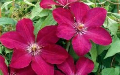 Rouge Cardinal Clematis - 1 Gallon Pot -Flora Bloom Shop clematis rouge cardinal 2