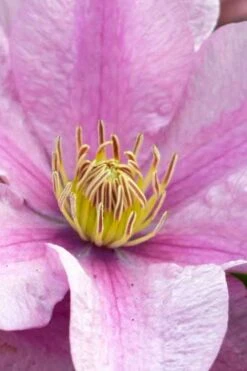 Sally Clematis - 1 Gallon Pot -Flora Bloom Shop clematis sally 23