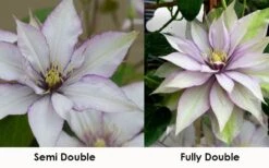 Samaritan Jo Clematis - 1 Gallon Pot -Flora Bloom Shop clematis samaritan jo 8