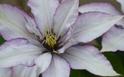 Samaritan Jo Clematis - 1 Gallon Pot -Flora Bloom Shop clematis samaritan joe 1