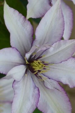 Samaritan Jo Clematis - 1 Gallon Pot -Flora Bloom Shop clematis samaritan joe 2