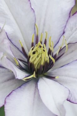 Samaritan Jo Clematis - 1 Gallon Pot -Flora Bloom Shop clematis samaritan joe 4