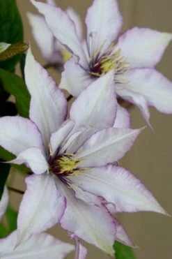 Samaritan Jo Clematis - 1 Gallon Pot -Flora Bloom Shop clematis samaritan joe 5