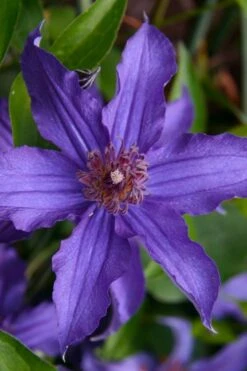 Sapphire Indigo Clematis - 3 Gallon Pot -Flora Bloom Shop clematis sapphire indigo 1