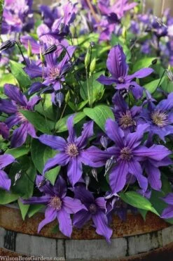 Sapphire Indigo Clematis - 1 Gallon Pot 11 Sapphire Indigo Clematis - 1 Gallon Pot -Flora Bloom Shop clematis sapphire indigo 4 1