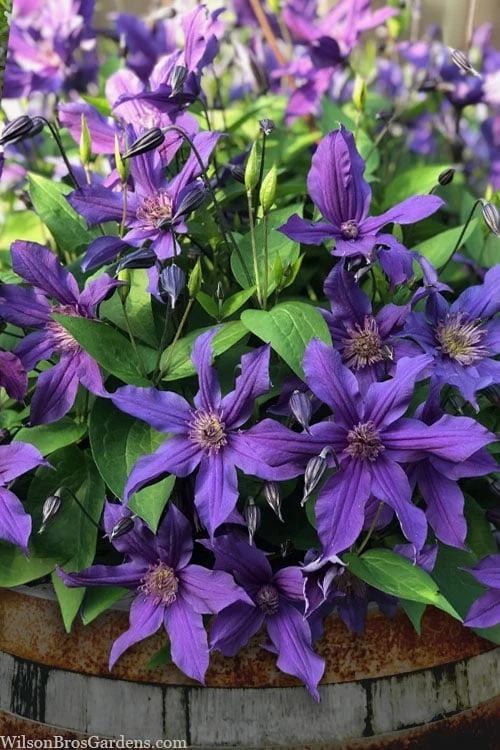 Sapphire Indigo Clematis - 1 Gallon Pot 5 Sapphire Indigo Clematis - 1 Gallon Pot - Image 5