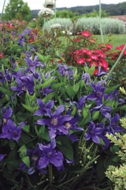 Sapphire Indigo Clematis - 3 Gallon Pot -Flora Bloom Shop clematis sapphire indigo 6