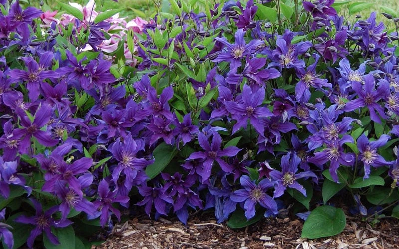 Sapphire Indigo Clematis - 1 Gallon Pot 4 Sapphire Indigo Clematis - 1 Gallon Pot - Image 4
