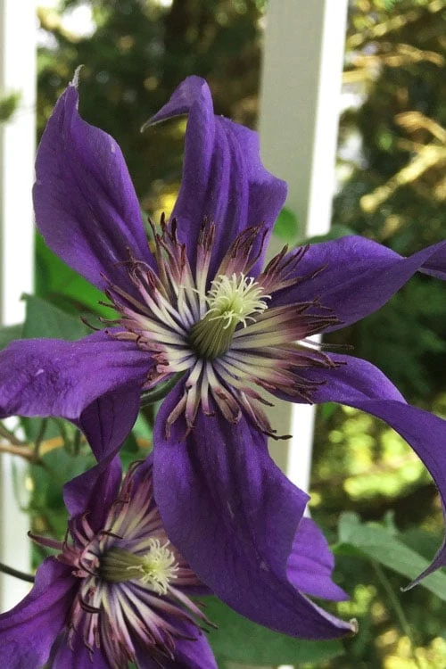 Sapphire Indigo Clematis - 1 Gallon Pot 1 Sapphire Indigo Clematis - 1 Gallon Pot