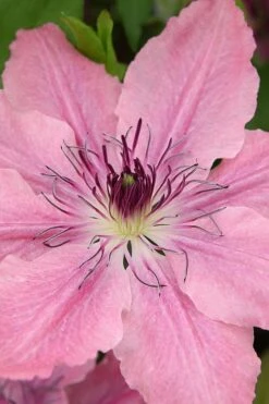 Sarah Elizabeth Clematis - 1 Gallon Pot 10 Sarah Elizabeth Clematis - 1 Gallon Pot -Flora Bloom Shop clematis sarah elizabeth 3