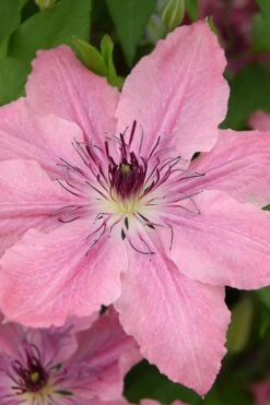 Sarah Elizabeth Clematis - 1 Gallon Pot 13 Sarah Elizabeth Clematis - 1 Gallon Pot -Flora Bloom Shop clematis sarah elizabeth 4