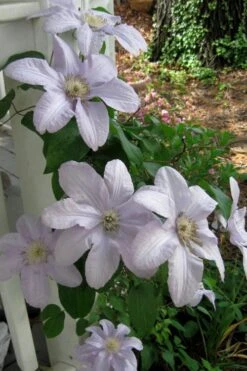 Silver Moon Clematis - 1 Gallon Pot -Flora Bloom Shop clematis silver moon 3