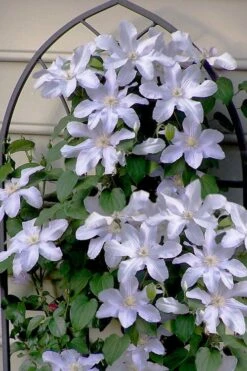 Silver Moon Clematis - 1 Gallon Pot -Flora Bloom Shop clematis silver moon 7