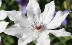 Snow Queen Clematis - 1 Gallon Pot -Flora Bloom Shop clematis snow queen 3