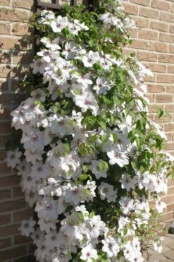 Snow Queen Clematis - 1 Gallon Pot -Flora Bloom Shop clematis snow queen 4