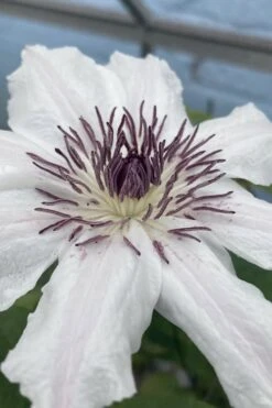 Snow Queen Clematis - 1 Gallon Pot -Flora Bloom Shop clematis snow queen 5