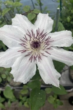 Snow Queen Clematis - 1 Gallon Pot -Flora Bloom Shop clematis snow queen 7