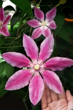 Sugar Candy Clematis - 1 Gallon Pot 11 Sugar Candy Clematis - 1 Gallon Pot -Flora Bloom Shop clematis sugar candy 3
