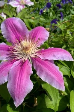 Sugar Candy Clematis - 1 Gallon Pot 9 Sugar Candy Clematis - 1 Gallon Pot -Flora Bloom Shop clematis sugar candy 4