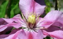 Sugar Candy Clematis - 1 Gallon Pot 10 Sugar Candy Clematis - 1 Gallon Pot -Flora Bloom Shop clematis sugar candy 5