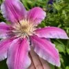 Sugar Candy Clematis - 1 Gallon Pot