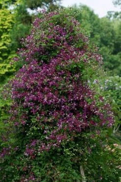 Sweet Summer Love Clematis - 1 Gallon Pot -Flora Bloom Shop clematis sweet summer love 4