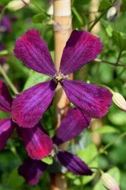 Sweet Summer Love Clematis - 1 Gallon Pot -Flora Bloom Shop clematis sweet summer love 7