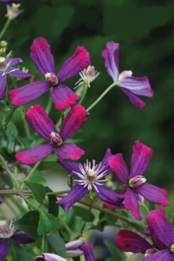 Sweet Summer Love Clematis - 1 Gallon Pot -Flora Bloom Shop clematis sweet summer love 8