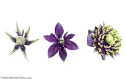 Taiga Clematis - 1 Gallon Pot 15 Taiga Clematis - 1 Gallon Pot -Flora Bloom Shop clematis taiga 24 1