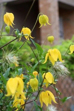 Tangutica Yellow Clematis - 1 Gallon Pot -Flora Bloom Shop clematis tangutica 1