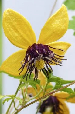 Tangutica Yellow Clematis - 1 Gallon Pot -Flora Bloom Shop clematis tangutica 2