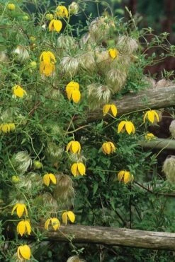 Tangutica Yellow Clematis - 1 Gallon Pot -Flora Bloom Shop clematis tangutica 4