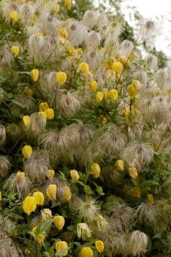 Tangutica Yellow Clematis - 1 Gallon Pot -Flora Bloom Shop clematis tangutica flowers and seedheads