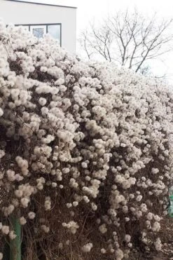 Tangutica Yellow Clematis - 1 Gallon Pot -Flora Bloom Shop clematis tangutica seedheads winter