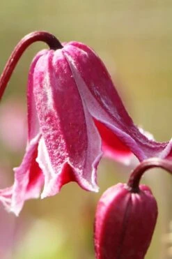 Etioile Rose Clematis - 1 Gallon Pot -Flora Bloom Shop clematis texensis etoile rose 1