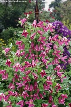 Etioile Rose Clematis - 1 Gallon Pot -Flora Bloom Shop clematis texensis etoile rose 4